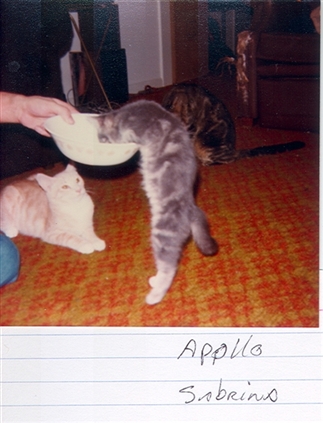 Click for large image