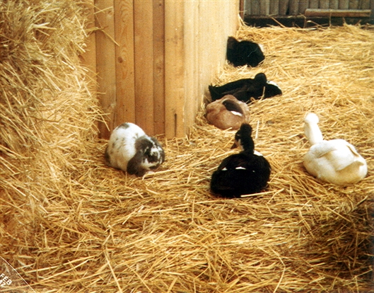 Click for large image