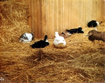 Click for large image