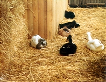 Click for large image