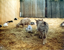 Click for large image