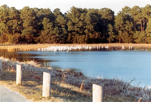 Click for large image
