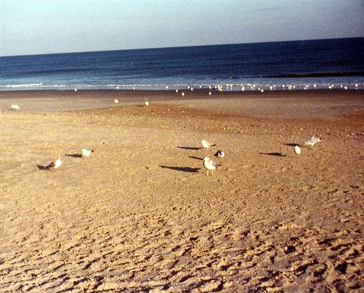 Click for large image