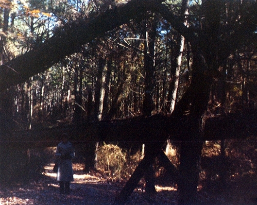 Click for large image