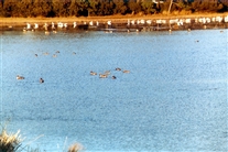 Click for large image