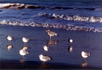 Click for large image