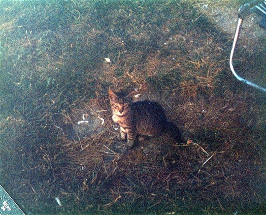 Click for large image