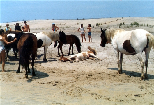 Click for large image