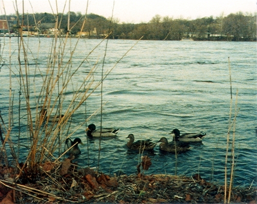 Click for large image