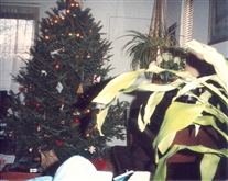 Click for large image