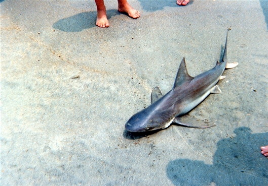 Click for large image