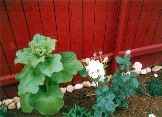 Click for large image