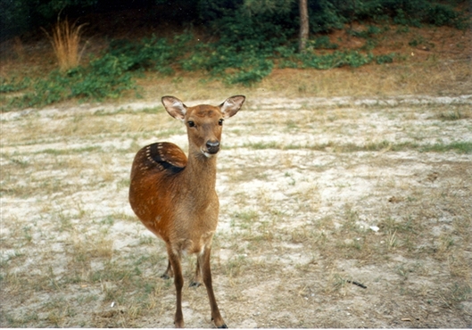 Click for large image