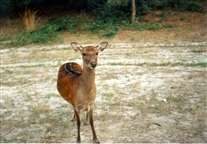 Click for large image