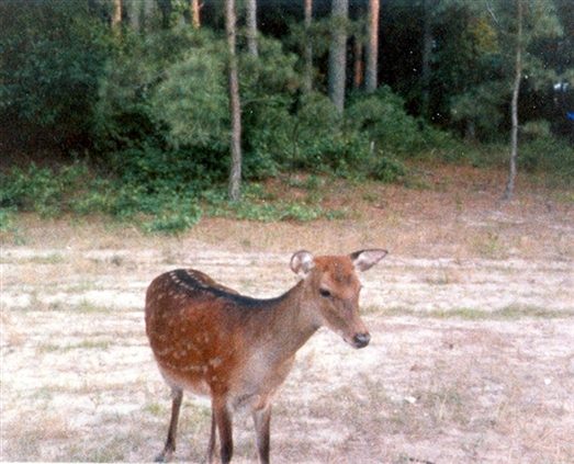 Click for large image