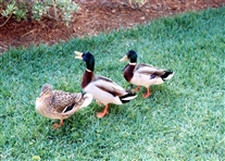 Click for large image