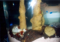 Click for large image