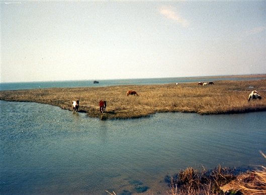 Click for large image