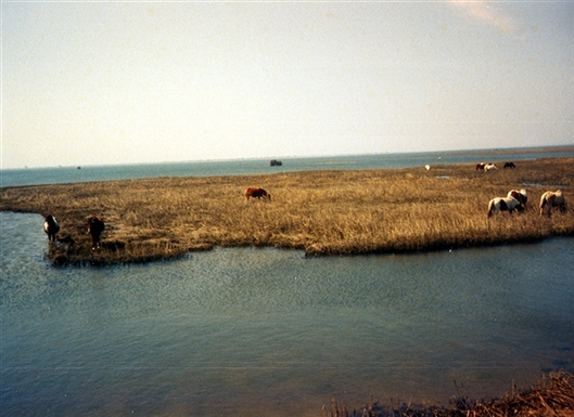 Click for large image