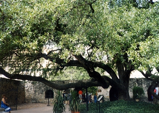 Click for large image