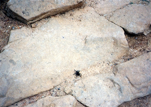 Click for large image