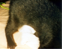 Click for large image