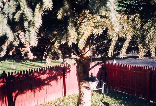 Click for large image