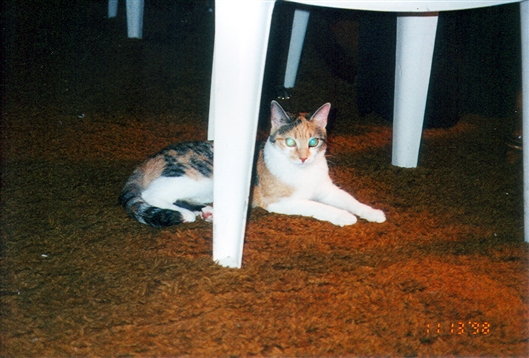 Click for large image