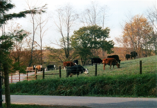 Click for large image