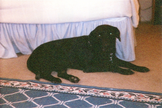 Click for large image