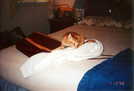 Click for large image