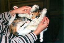 Click for large image