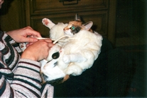 Click for large image