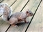2000-SquirreLink-0018.JPG