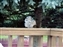 2000-SquirreLink-0020.JPG