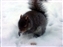 2000-SquirreLink-0025.JPG