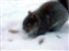 2000-SquirreLink-0027.JPG