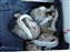 2001-BabySquirrels-0002.JPG