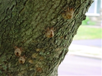 Click for large image