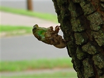 Click for large image