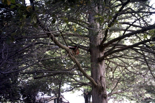 Click for large image