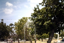 Click for large image