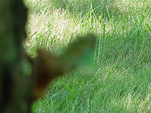 Click for large image