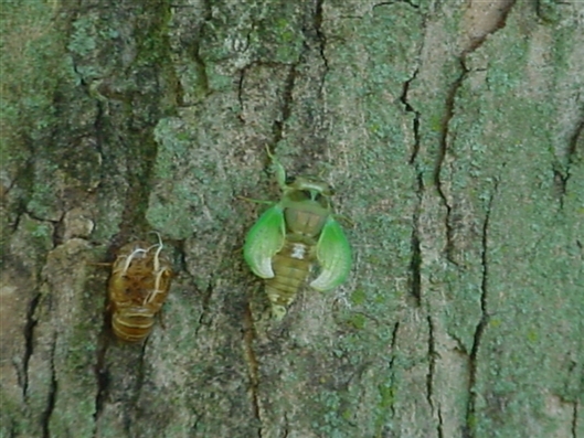 Click for large image