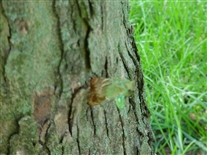 Click for large image