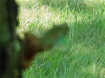 Click for large image