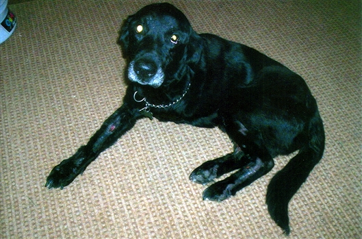 Click for large image