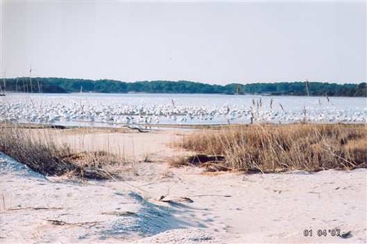 Click for large image