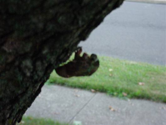 Click for large image